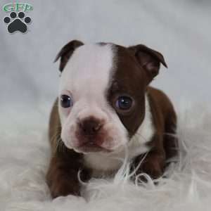 Bambi, Boston Terrier Puppy